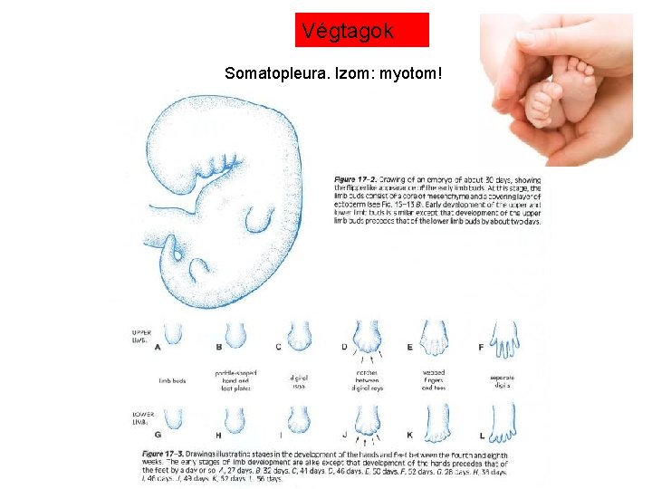 Végtagok Somatopleura. Izom: myotom! 
