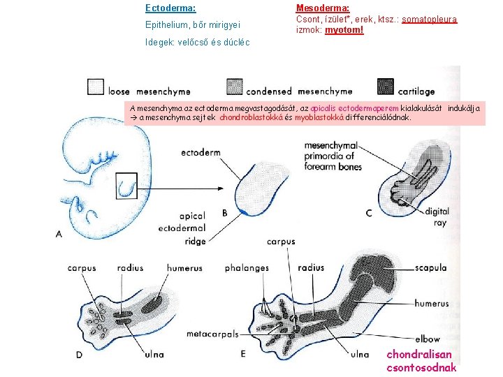 Ectoderma: Epithelium, bőr mirigyei Mesoderma: Csont, ízület*, erek, ktsz. : somatopleura izmok: myotom! Idegek: