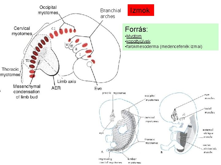 Branchial arches Izmok Forrás: • Myotom • kopoltyúívek • farokmesoderma (medencefenék izmai) 