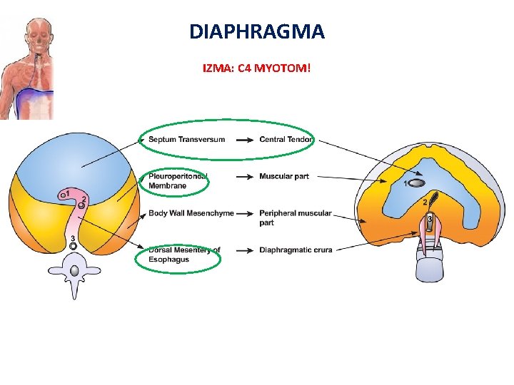 DIAPHRAGMA IZMA: C 4 MYOTOM! 