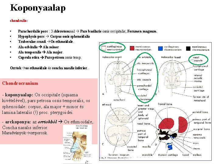 Koponyaalap chondralis: • • • Parachordalis porc : 3 sklerotommal Pars basilaris ossis occipitalis;