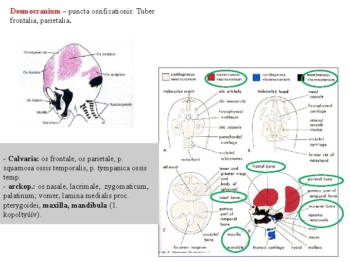 Desmocranium – puncta ossificationis: Tuber frontalia, parietalia. - Calvaria: os frontale, os parietale, p.