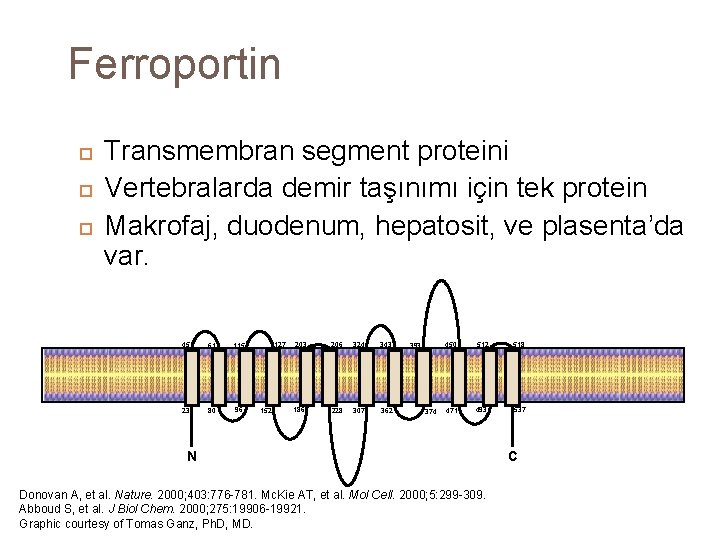 Ferroportin Transmembran segment proteini Vertebralarda demir taşınımı için tek protein Makrofaj, duodenum, hepatosit, ve