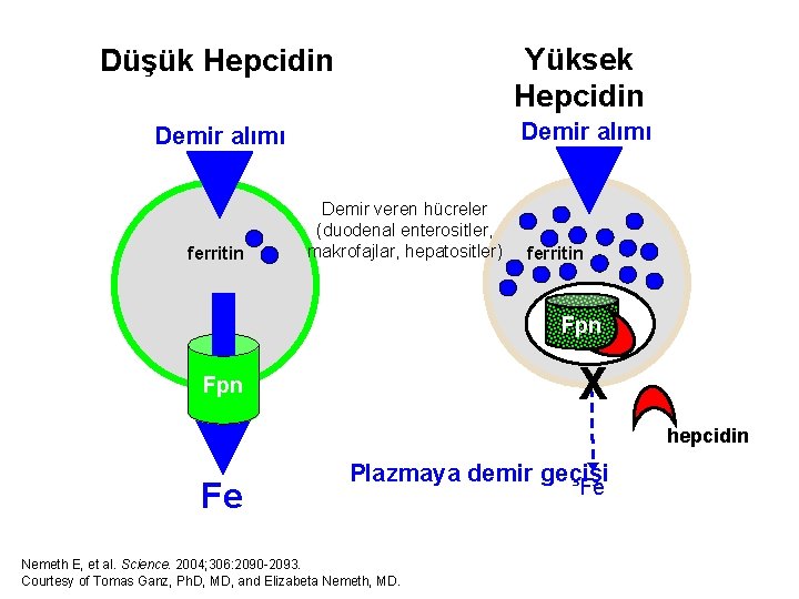 Yüksek Hepcidin Düşük Hepcidin Demir alımı ferritin Demir veren hücreler (duodenal enterositler, makrofajlar, hepatositler)