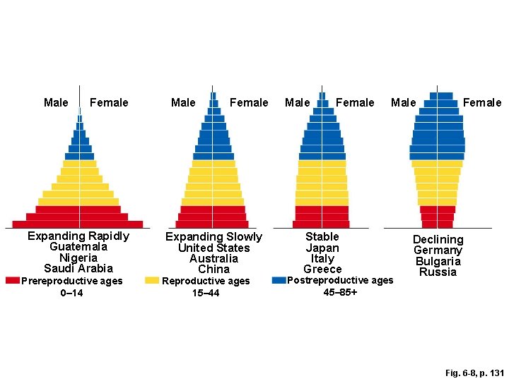 Male Female Expanding Rapidly Guatemala Nigeria Saudi Arabia Prereproductive ages 0– 14 Male Female