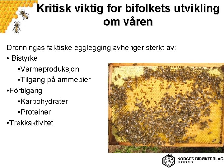 Kritisk viktig for bifolkets utvikling om våren Dronningas faktiske egglegging avhenger sterkt av: •