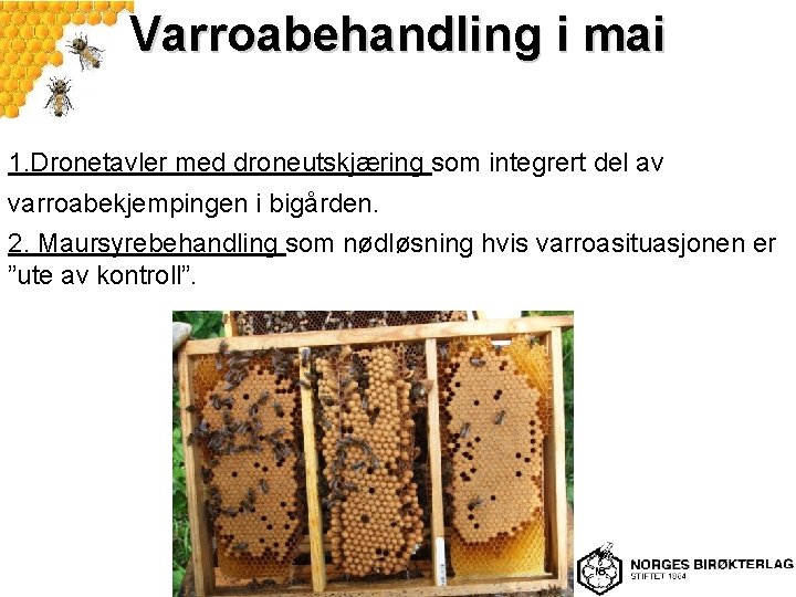 Varroabehandling i mai 1. Dronetavler med droneutskjæring som integrert del av varroabekjempingen i bigården.