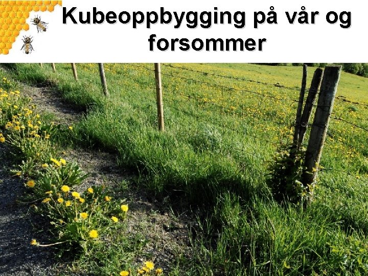 Kubeoppbygging på vår og forsommer 