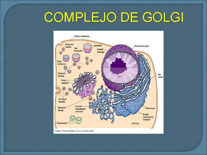 COMPLEJO DE GOLGI 