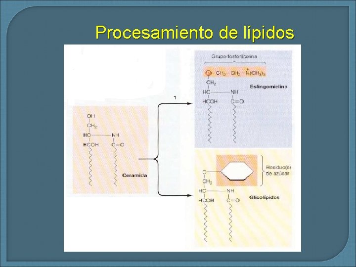 Procesamiento de lípidos 