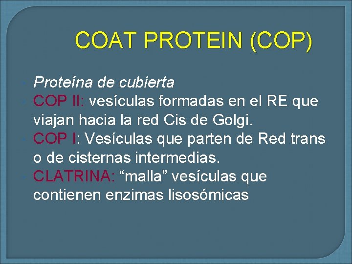 COAT PROTEIN (COP) Proteína de cubierta COP II: vesículas formadas en el RE que