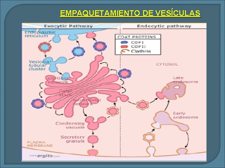 EMPAQUETAMIENTO DE VESÍCULAS 