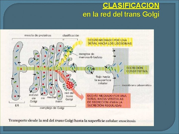 CLASIFICACION en la red del trans Golgi 