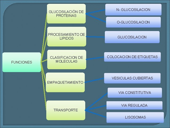 GLUCOSILACIÒN DE PROTEINAS N- GLUCOSILACION O-GLUCOSILACION PROCESAMIENTO DE LIPIDOS FUNCIONES CLASIFICACION DE MOLECULAS GLUCOSILACION