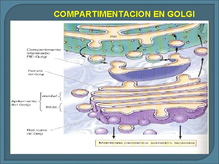 COMPARTIMENTACION EN GOLGI 
