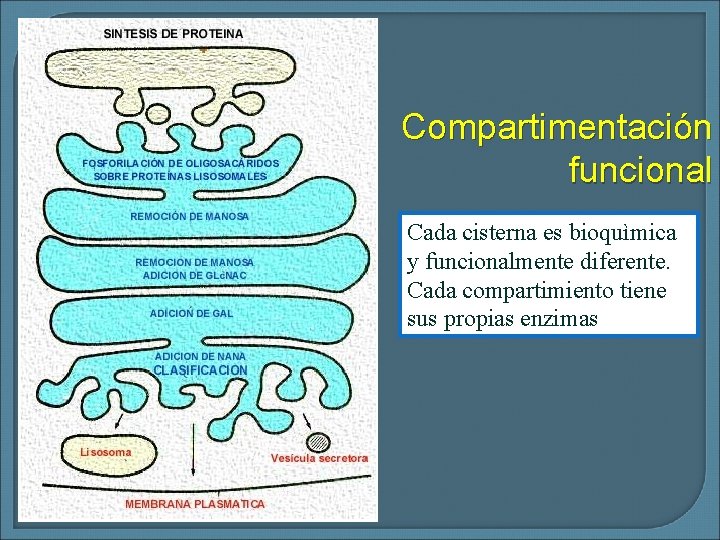 Compartimentación funcional Cada cisterna es bioquìmica y funcionalmente diferente. Cada compartimiento tiene sus propias