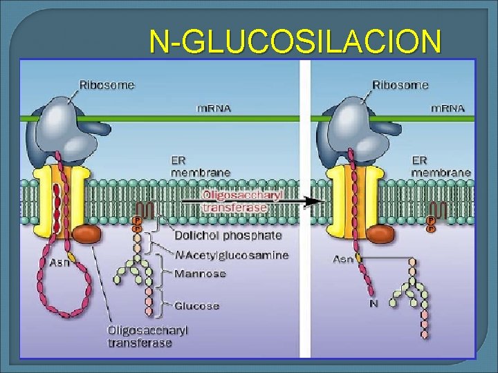 N-GLUCOSILACION 