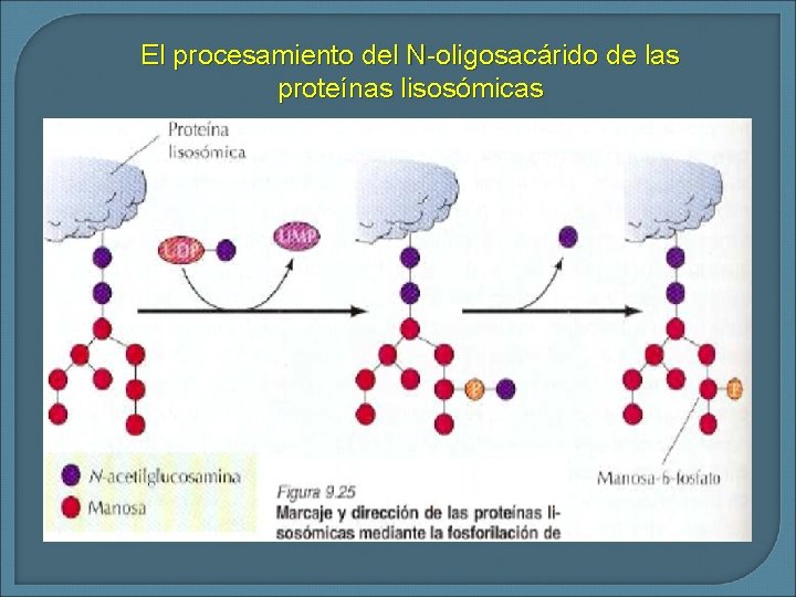 El procesamiento del N-oligosacárido de las proteínas lisosómicas 
