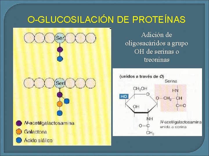 O-GLUCOSILACIÓN DE PROTEÍNAS Adición de oligosacáridos a grupo OH de serinas o treoninas 