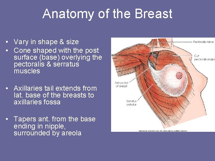 Anatomy of the Breast • Vary in shape & size • Cone shaped with