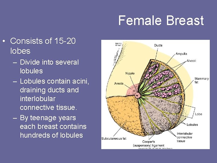 Female Breast • Consists of 15 -20 lobes – Divide into several lobules –