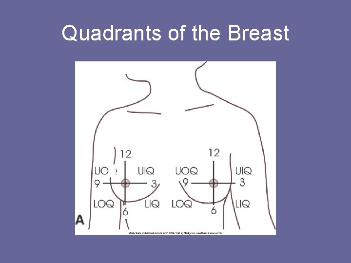 Quadrants of the Breast 