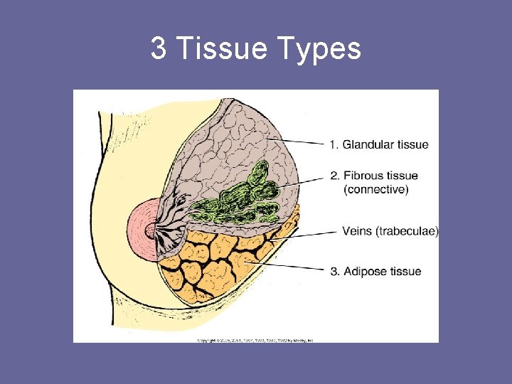 3 Tissue Types 