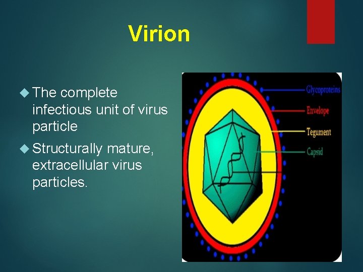 Virion The complete infectious unit of virus particle Structurally mature, extracellular virus particles. 