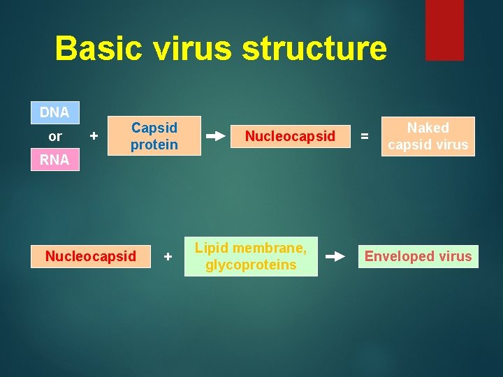 Basic virus structure DNA or RNA + Capsid protein Nucleocapsid + Nucleocapsid Lipid membrane,