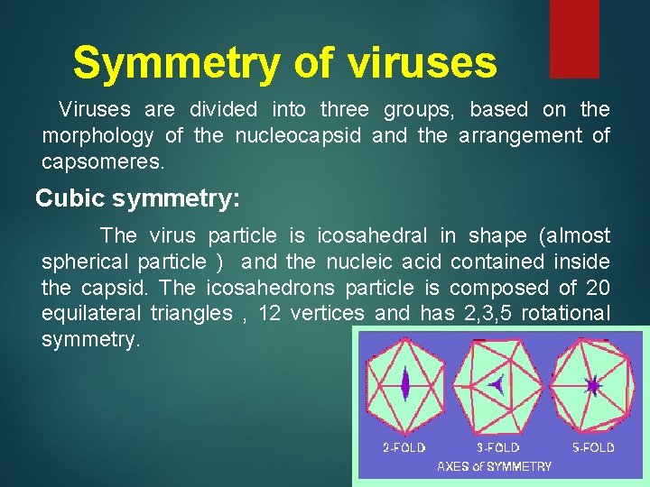 Symmetry of viruses Viruses are divided into three groups, based on the morphology of