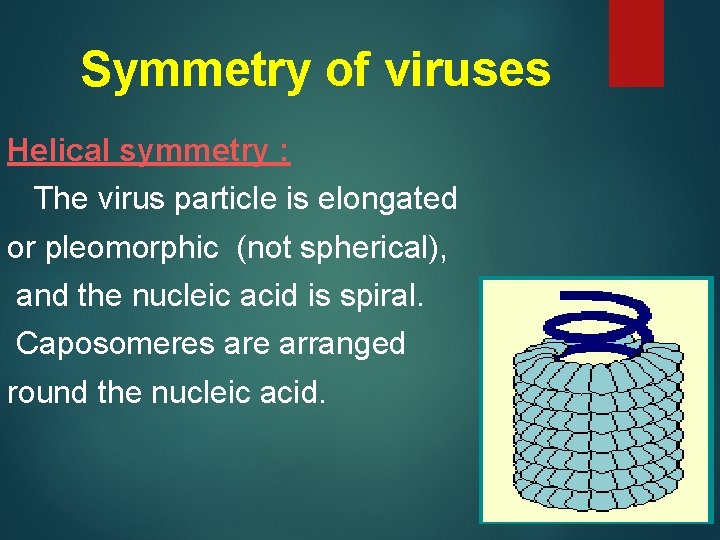 Symmetry of viruses Helical symmetry : The virus particle is elongated or pleomorphic (not