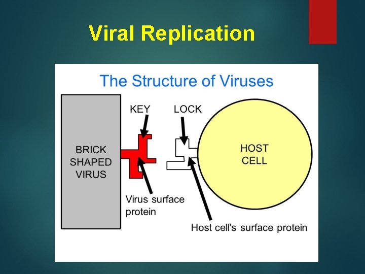 Viral Replication 
