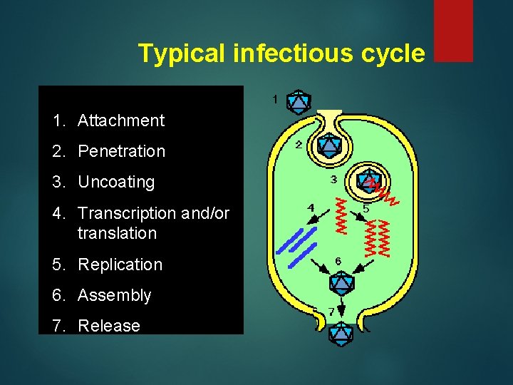 Typical infectious cycle 1. Attachment 2. Penetration 3. Uncoating 4. Transcription and/or translation 5.