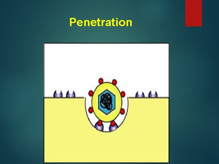 Penetration 