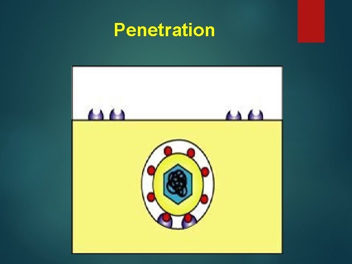 Penetration 