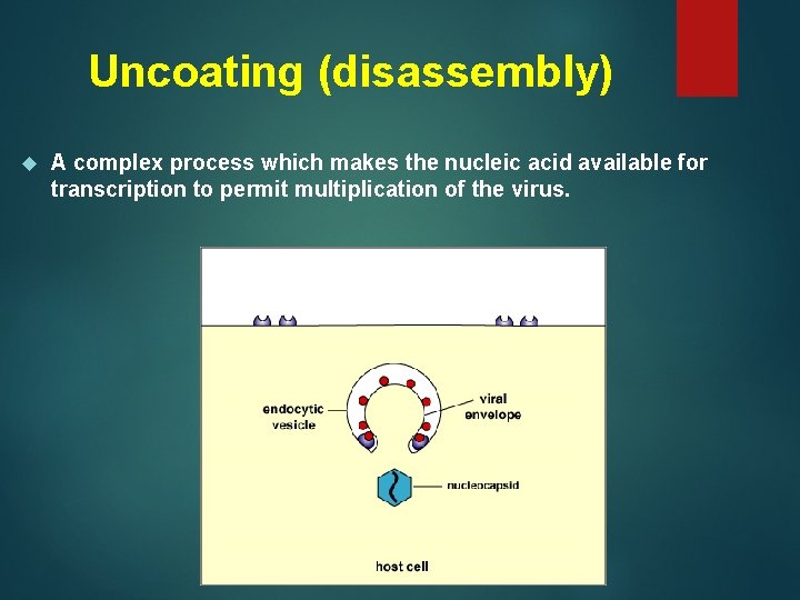 Uncoating (disassembly) A complex process which makes the nucleic acid available for transcription to