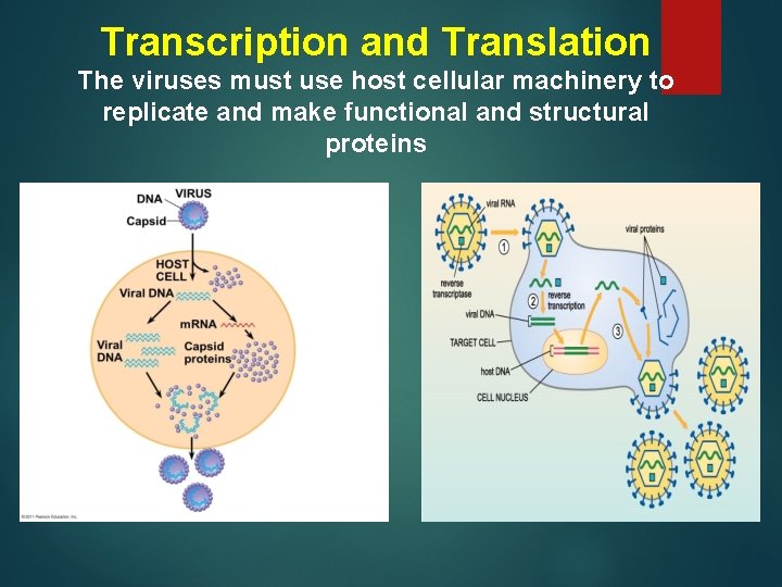 Transcription and Translation The viruses must use host cellular machinery to replicate and make