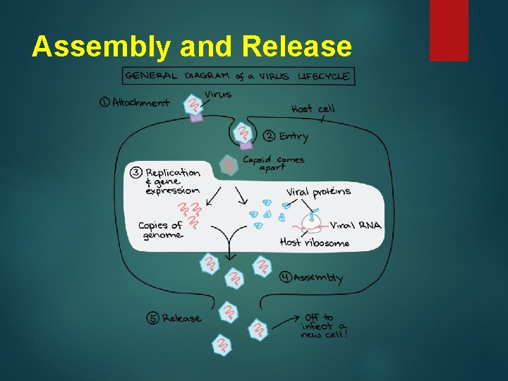 Assembly and Release 