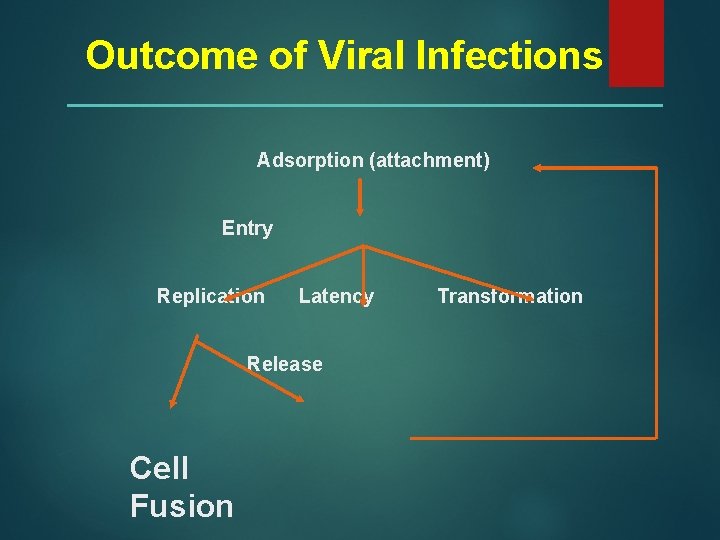 Outcome of Viral Infections Adsorption (attachment) Entry Replication Latency Release Cell Fusion Transformation 