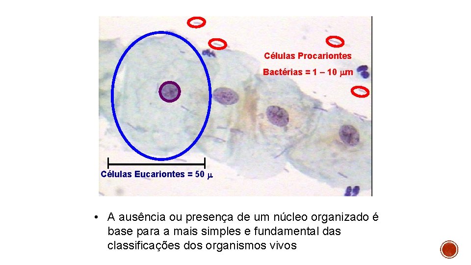 Células Procariontes Bactérias = 1 – 10 m Células Eucariontes = 50 • A