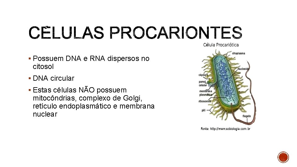 § Possuem DNA e RNA dispersos no citosol § DNA circular § Estas células