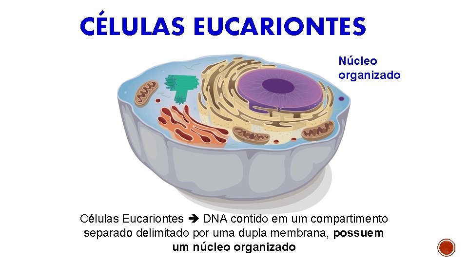 CÉLULAS EUCARIONTES Núcleo organizado Células Eucariontes DNA contido em um compartimento separado delimitado por