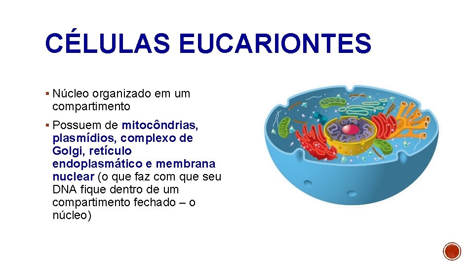 CÉLULAS EUCARIONTES § Núcleo organizado em um compartimento § Possuem de mitocôndrias, plasmídios, complexo