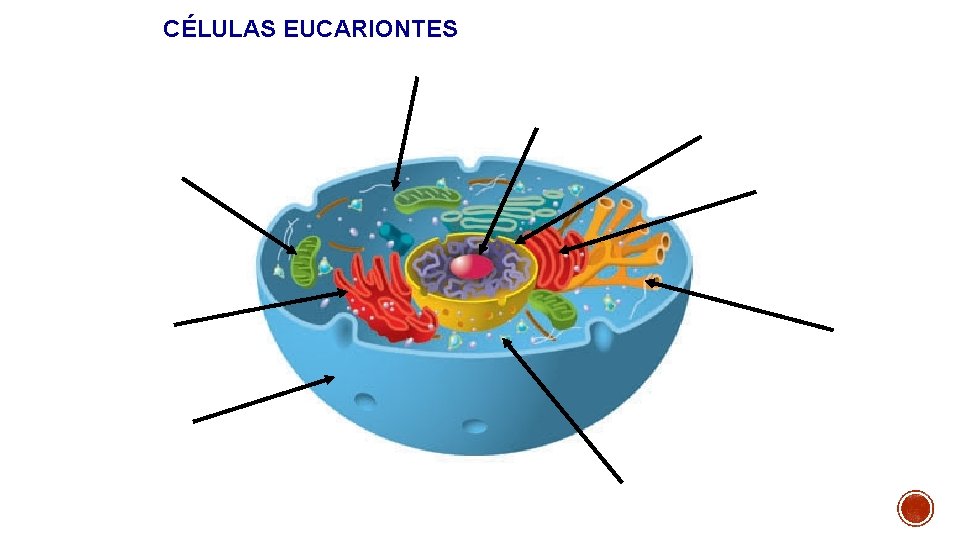 CÉLULAS EUCARIONTES Vesículas 