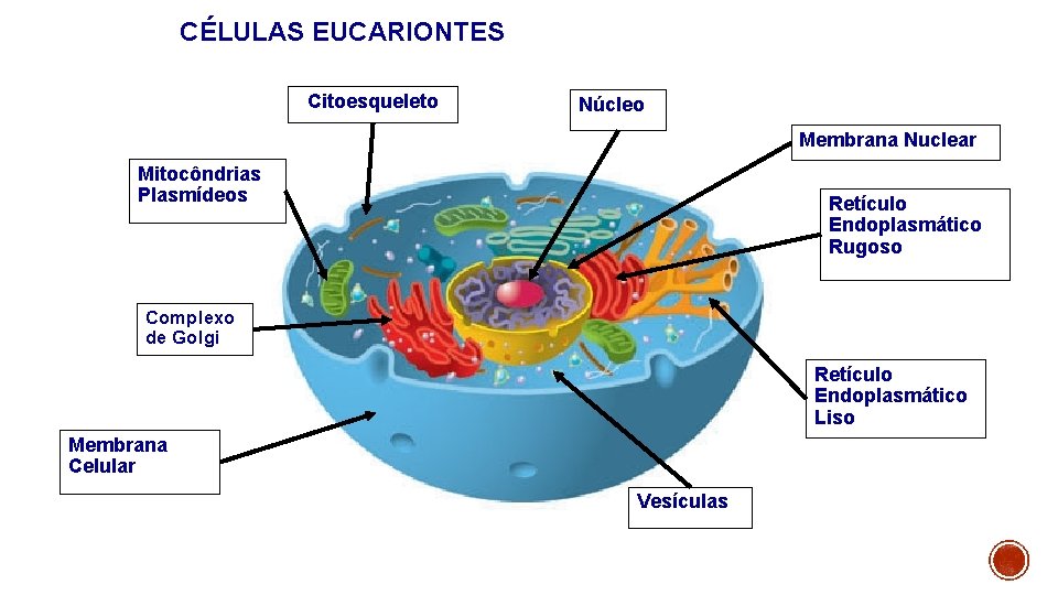 CÉLULAS EUCARIONTES Citoesqueleto Núcleo Membrana Nuclear Mitocôndrias Plasmídeos Retículo Endoplasmático Rugoso Complexo de Golgi