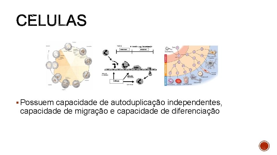 § Possuem capacidade de autoduplicação independentes, capacidade de migração e capacidade de diferenciação 