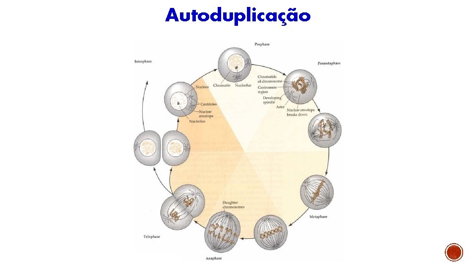 Autoduplicação 