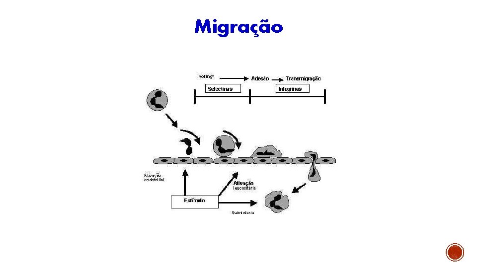 Migração 