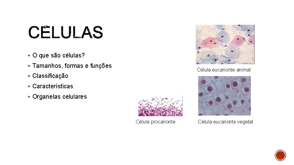 § O que são células? § Tamanhos, formas e funções Célula eucarionte animal §