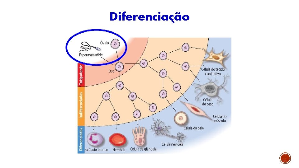 Diferenciação 